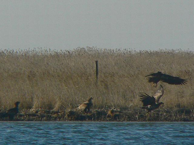 �I�W�����V