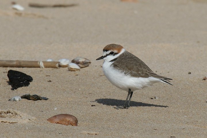 �V���`�h��