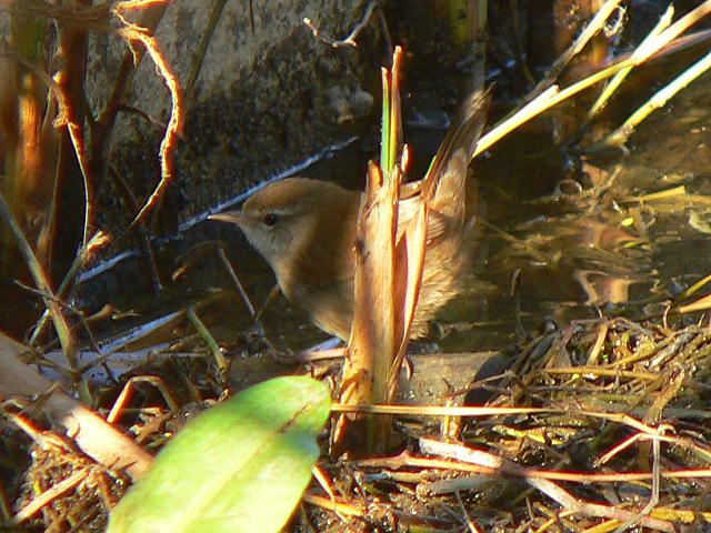 ���[���b�p�E�O�C�X