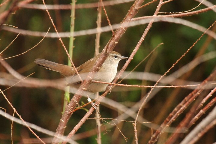 ���[���b�p�E�O�C�X