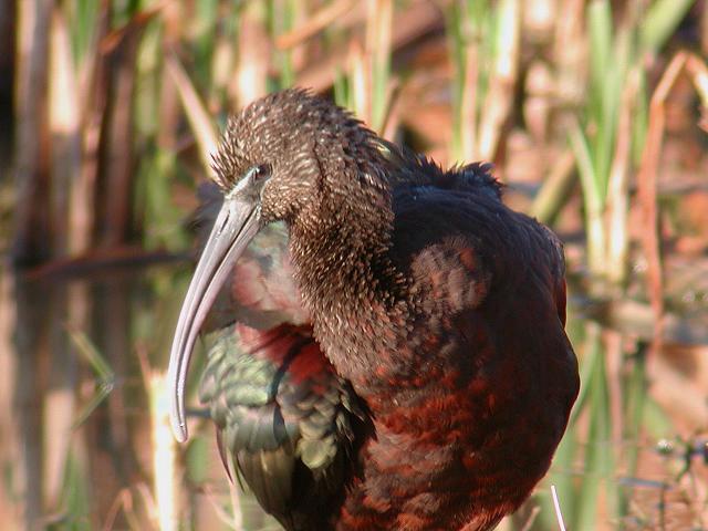 �u�����Y�g�L