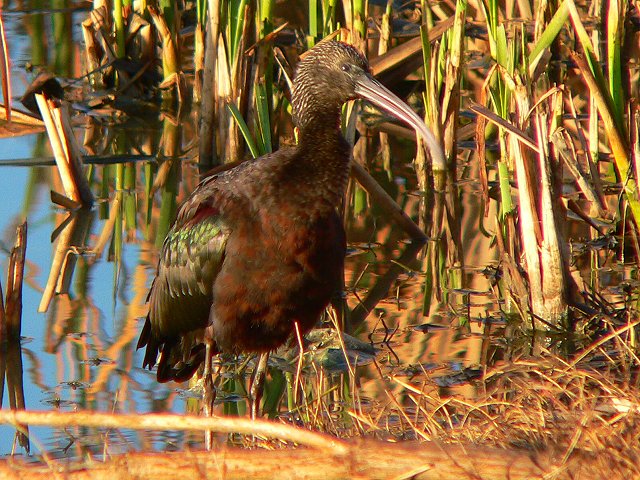 �u�����Y�g�L