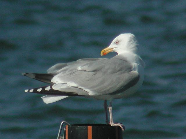 �Z�O���J����