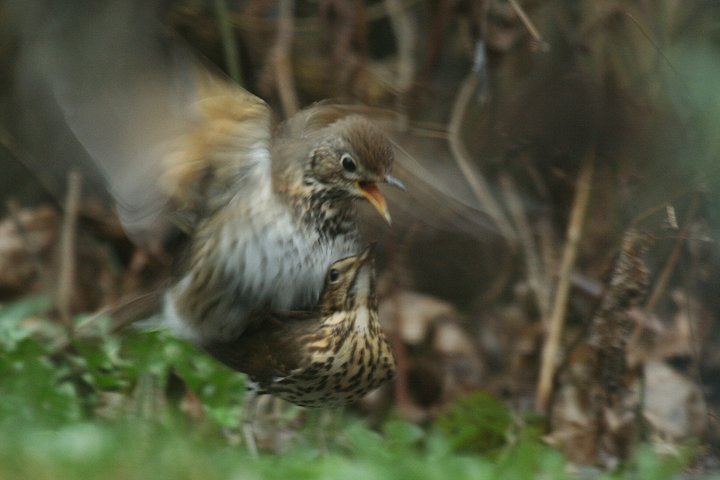 �E�^�c�O�~�̌��