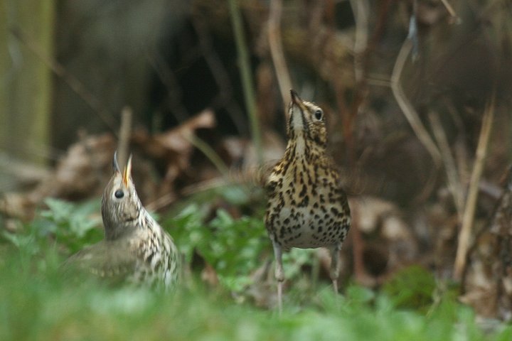 �E�^�c�O�~�@���i���j�Ɓ��i�E�j