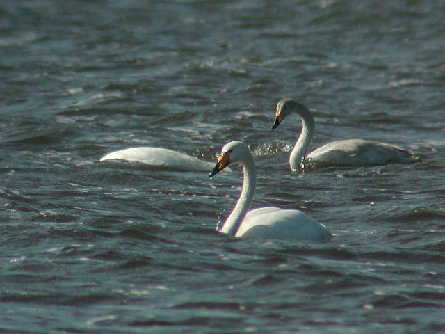 �I�I�n�N�`���E