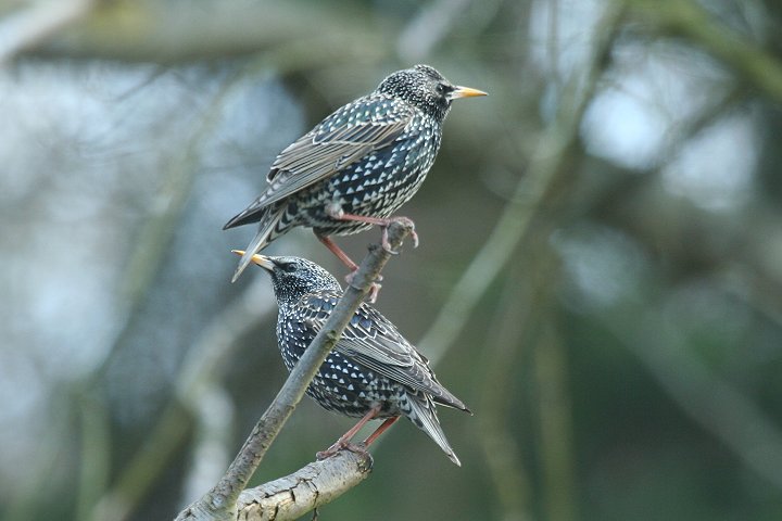 �z�V���N�h��