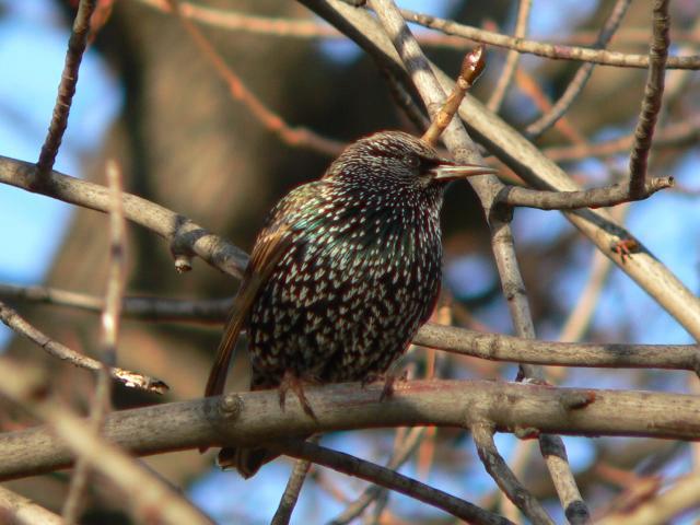 �z�V���N�h��