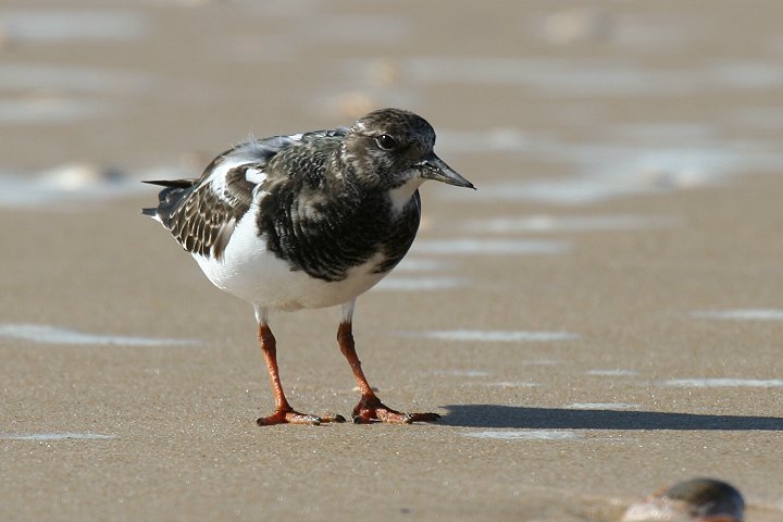 �L���E�W���V�M�i�~�H�j