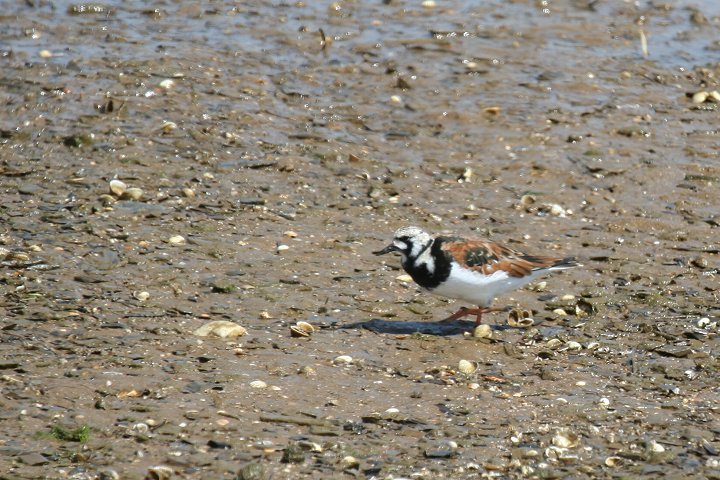 �L���E�W���V�M�i�ɐB�H�j