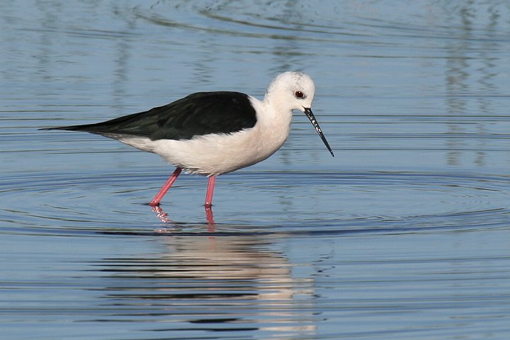 �Z�C�^�J�V�M