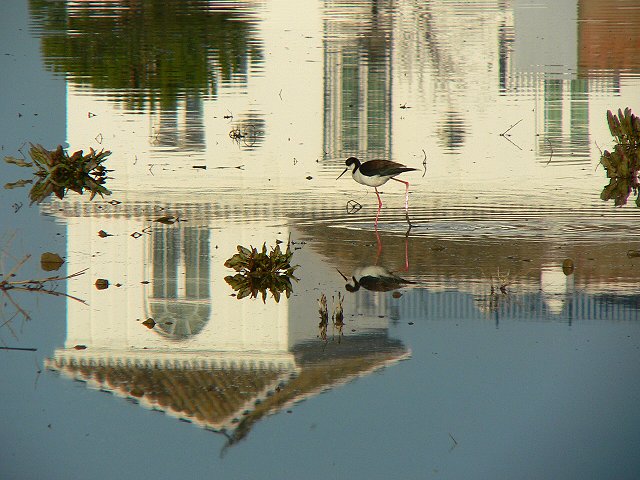 �Z�C�^�J�V�M