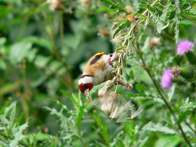 �S�V�L�q��