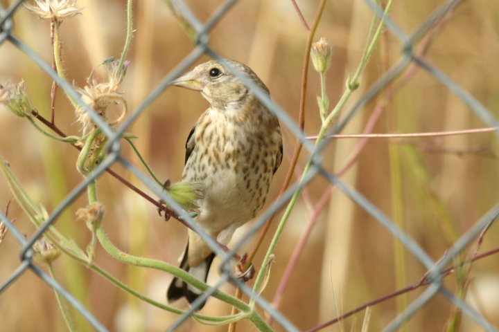 �S�V�L�q���̗c��