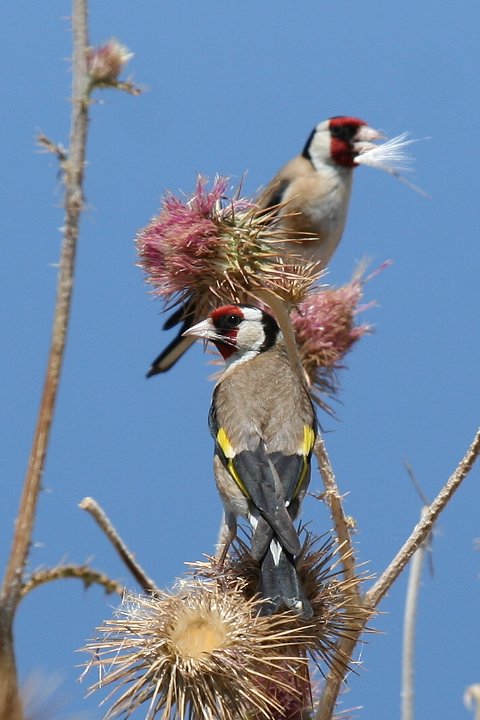 �S�V�L�q��