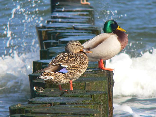 �}�K���̂���