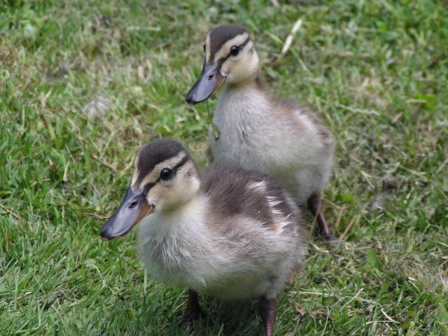 �}�K���̃q�i