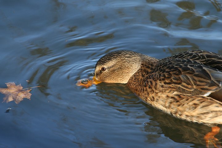 �}�K���́�