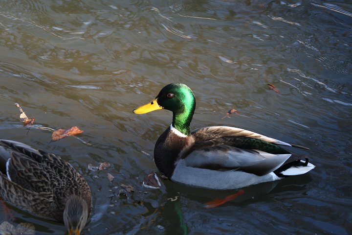 �}�K�����i�E�j�Ɓ��i���j