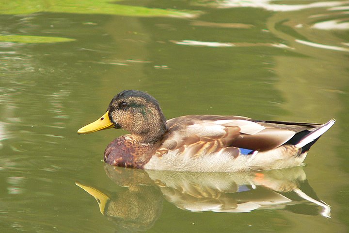 ���H���̃}�K��