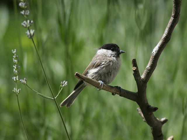 �n�V�u�g�K��