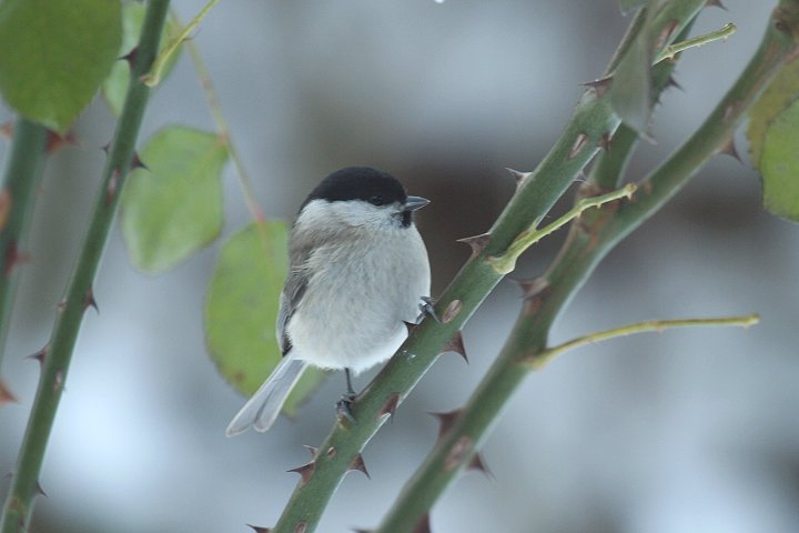 �n�V�u�g�K��