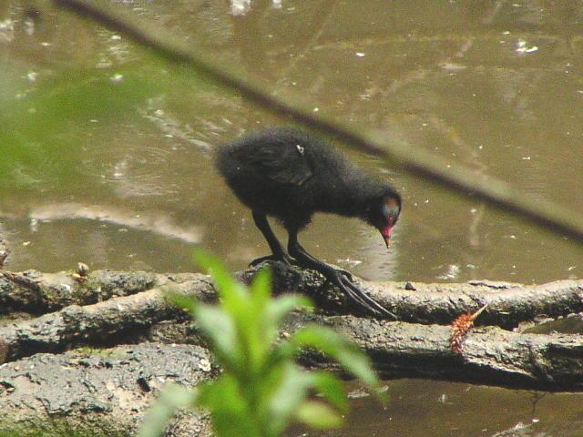 �o���i�q�i�j