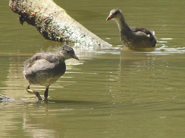 �o���i�c���j