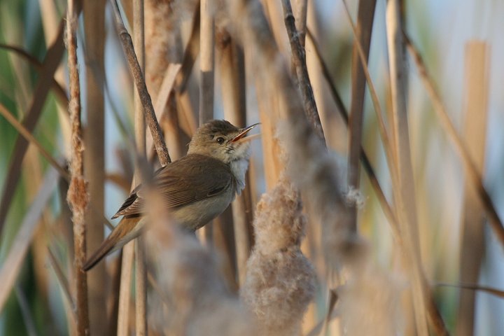 ���[���b�p���V�L��