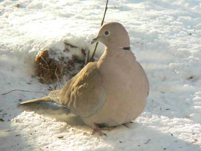 �V���R�o�g