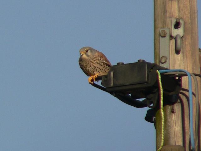 �`���E�Q���{�E�̃I�X