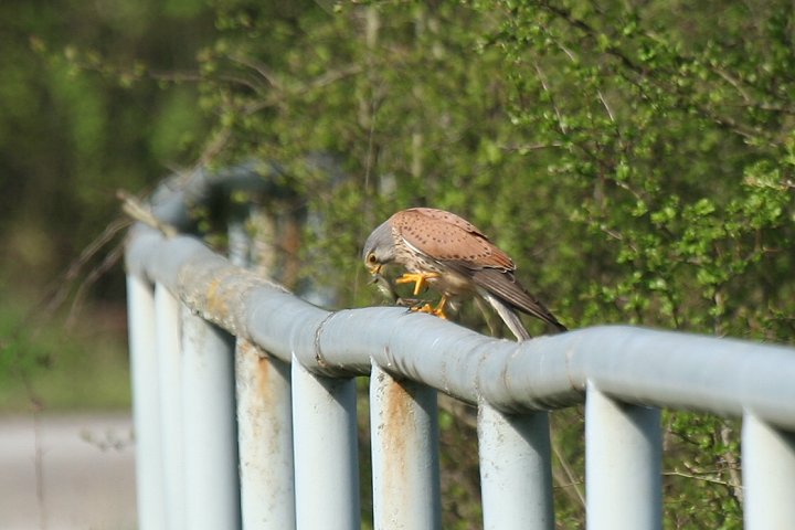 �`���E�Q���{�E