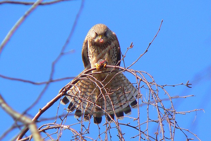 �`���E�Q���{�E