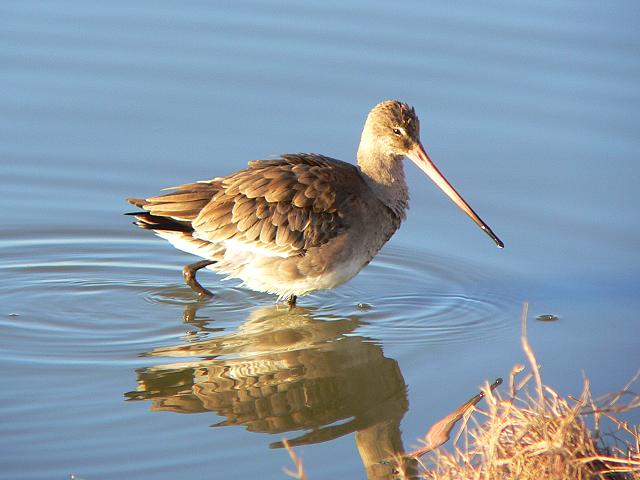 �I�O���V�M�i�~�H�j