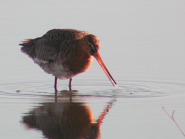 �I�O���V�M�i�ĉH�j