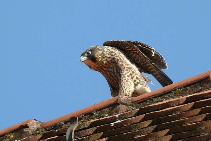 �n���u�T�i�c���j