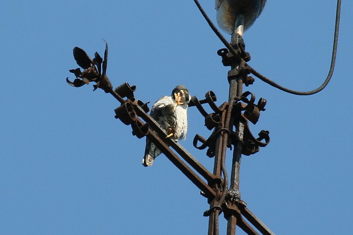 �n���u�T�i�����j