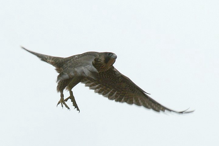 �n���u�T�i�c���j