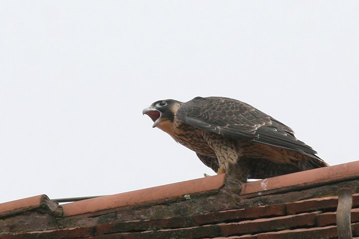 �n���u�T�̗c��