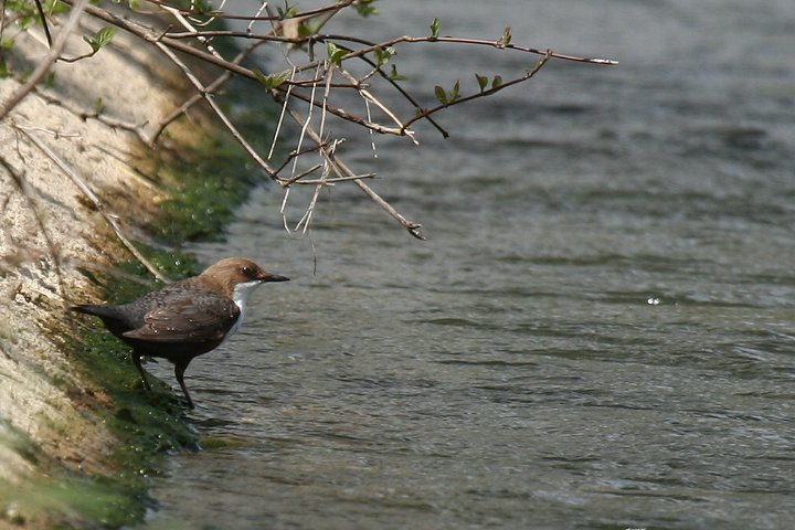 ���i�W���J���K���X