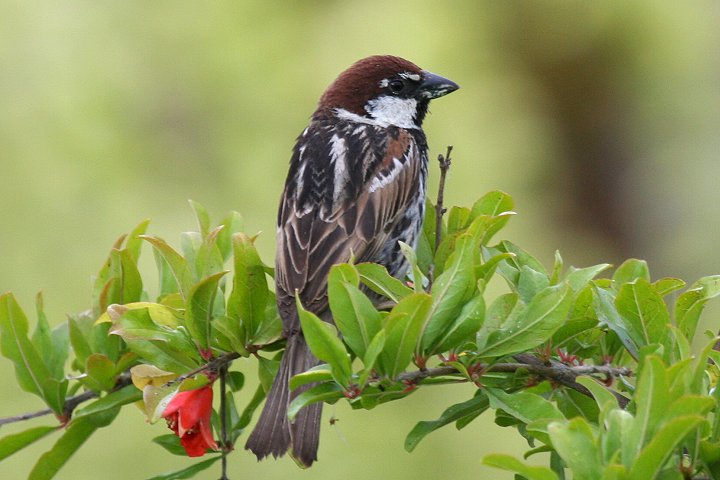 �X�y�C���X�Y���́�