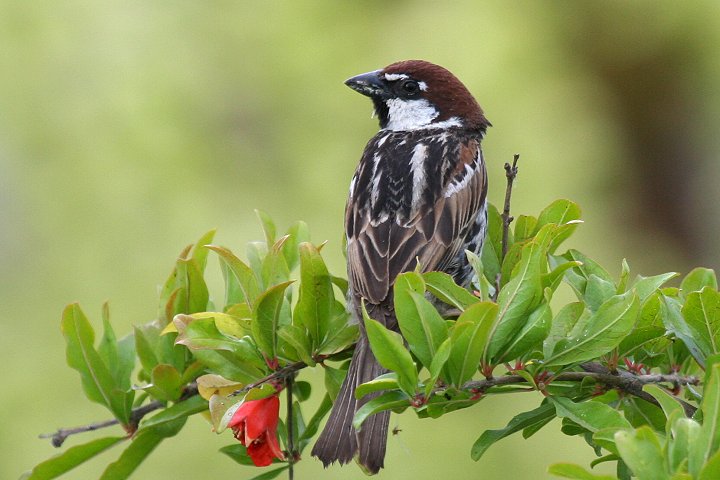 �X�y�C���X�Y���́�