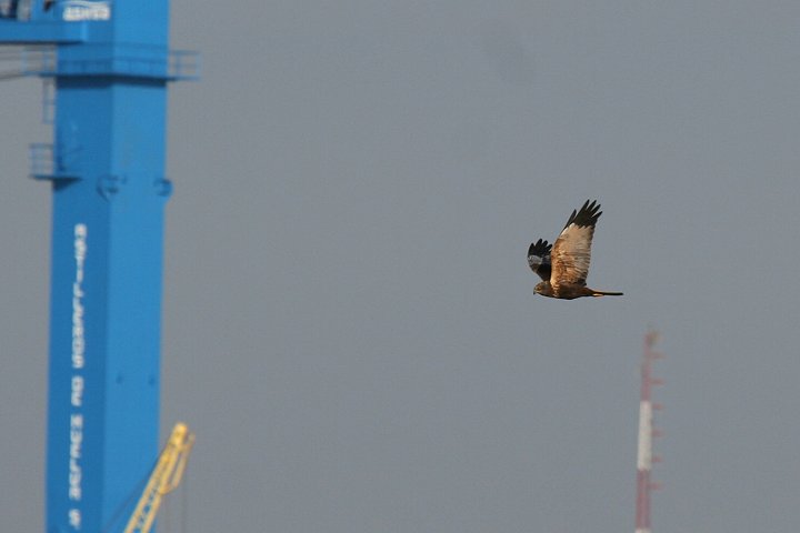 ���[���b�p�`���E�q�́�