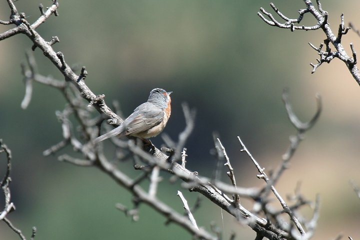 �V���q�Q���V�N�C