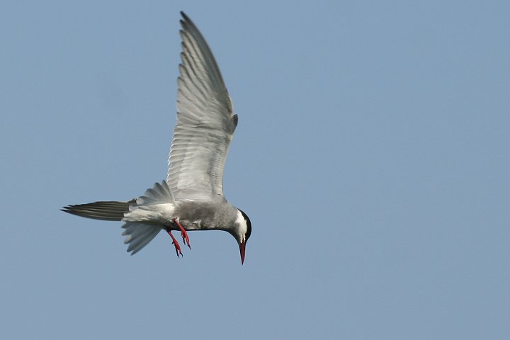 �N���n���A�W�T�V