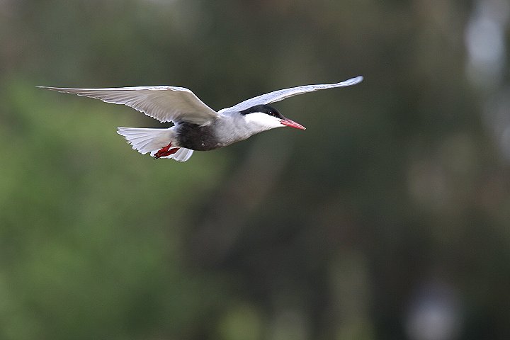 �N���n���A�W�T�V