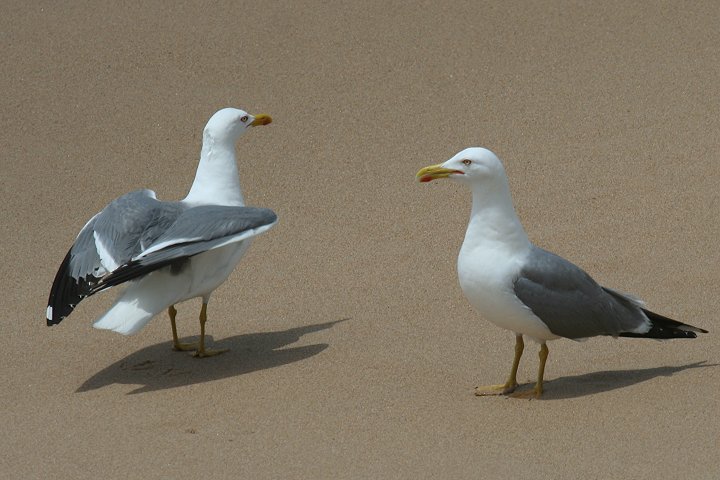 �L�A�V�Z�O���J����