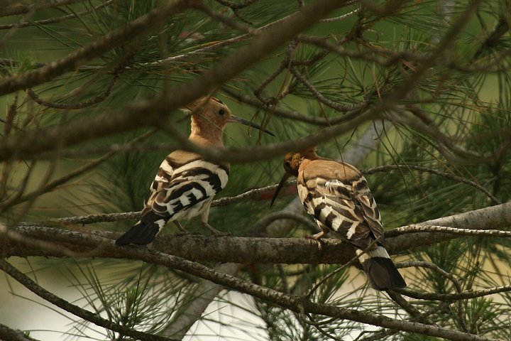 ���c�K�V�����i���j�Ɓ��i�E�j