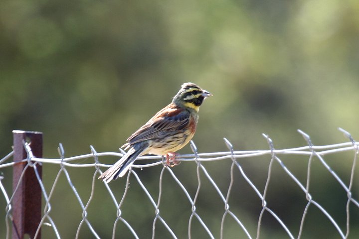 �m�h�O���A�I�W