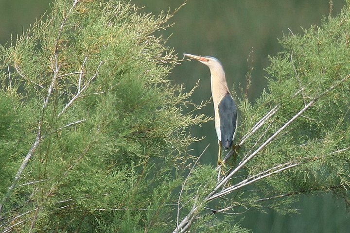 �q�����V�S�C